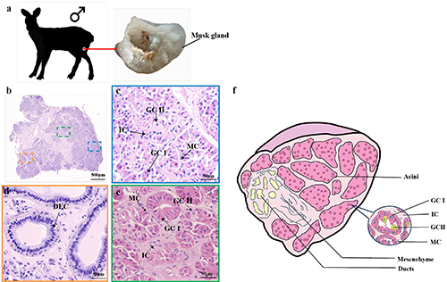 Histological and histochemical characterization of the musk gland